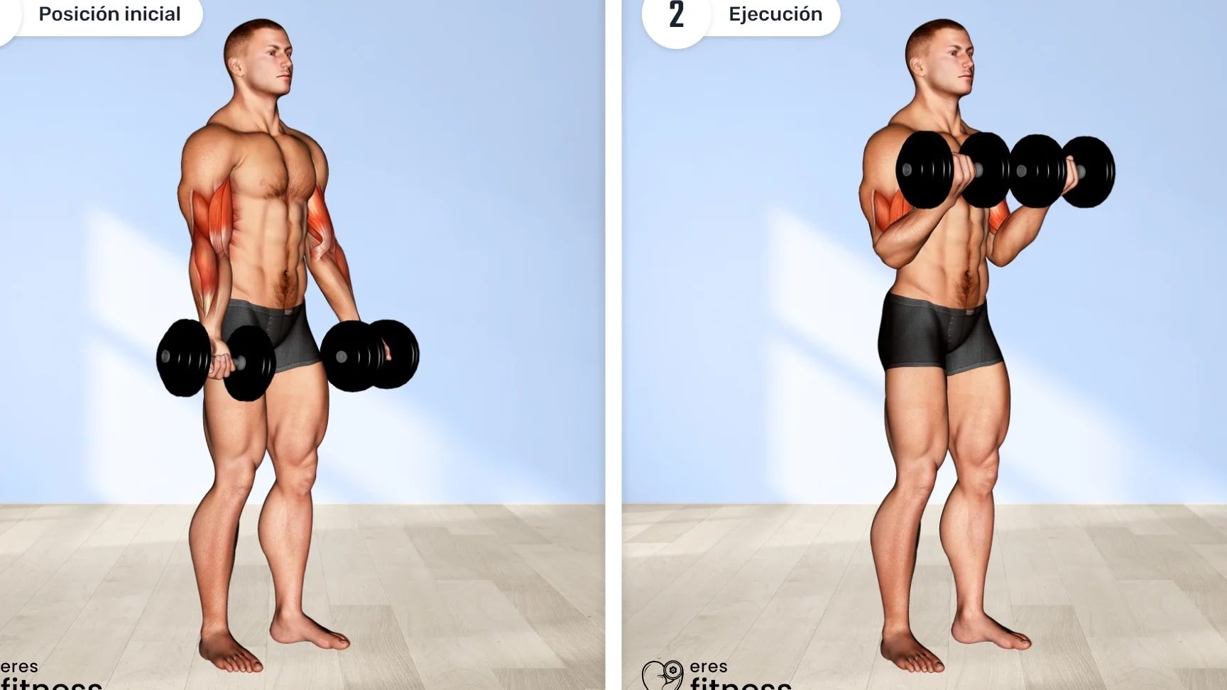 Cómo realizar correctamente el curl de bíceps con apoyo en codos
