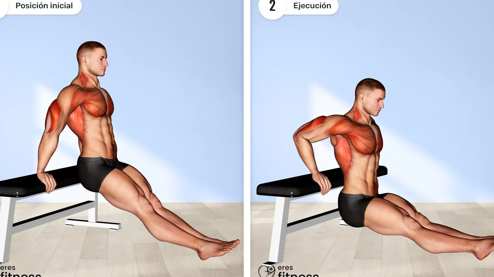 ¿Cuáles son los músculos trabajados en el ejercicio de dips?