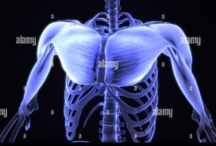 Diagrama de los músculos del pecho masculino.