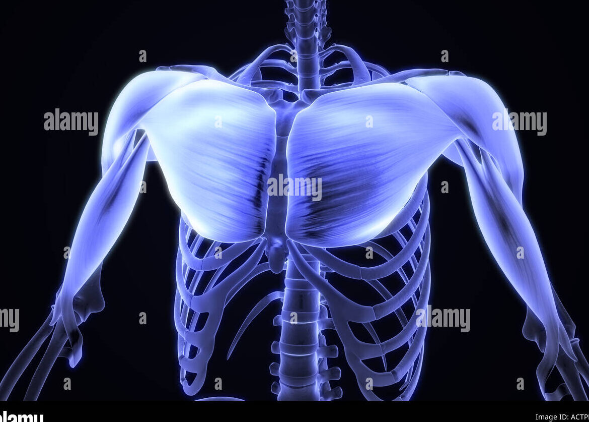 Diagrama de los músculos del pecho masculino.