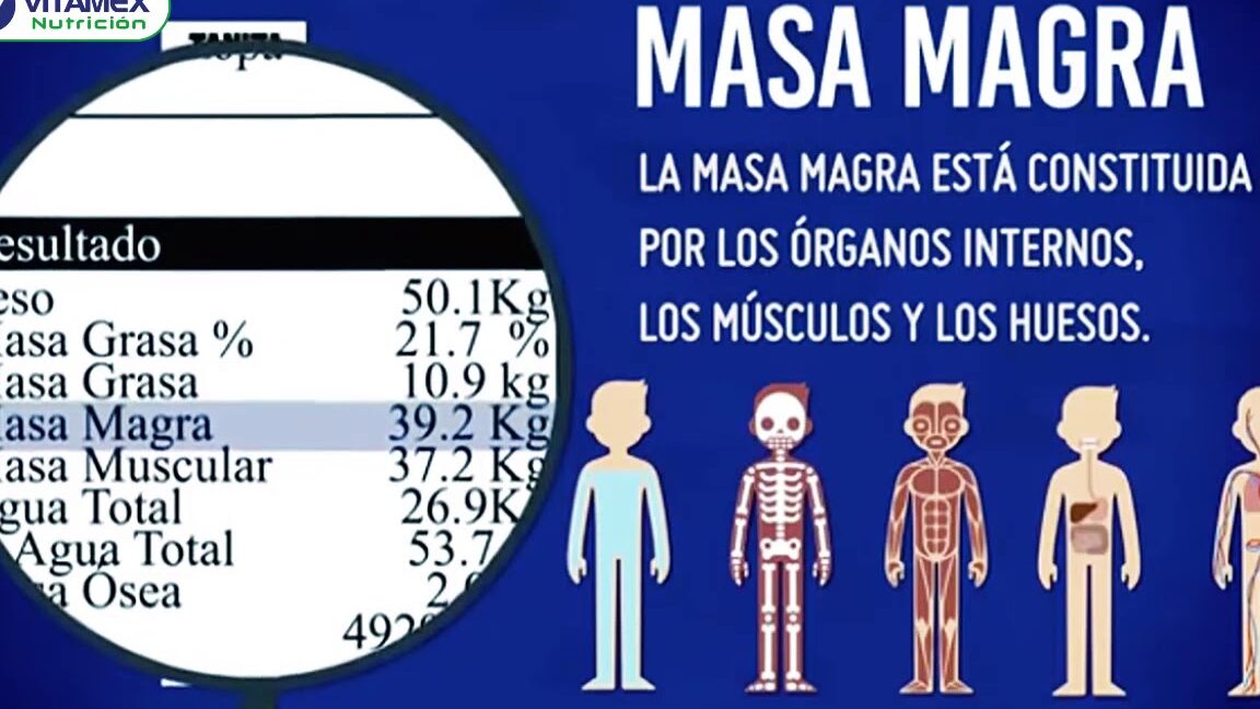 Diferencias entre masa muscular y músculo magro