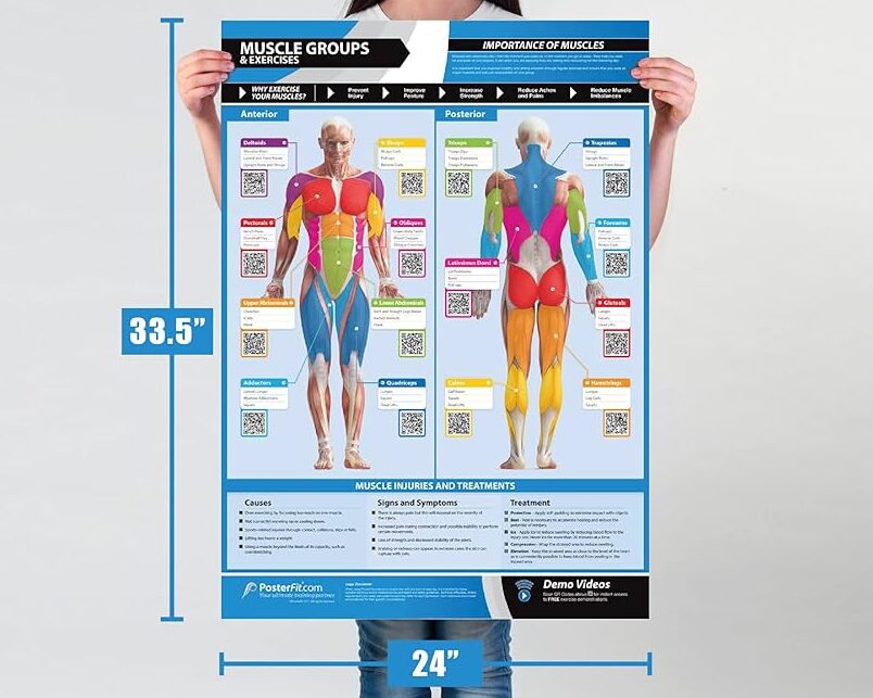 Gráfico de Ejercicios y Músculos: La Guía Completa.