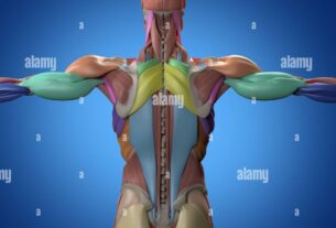 Gráfico de músculos de la espalda: todo lo que necesitas saber