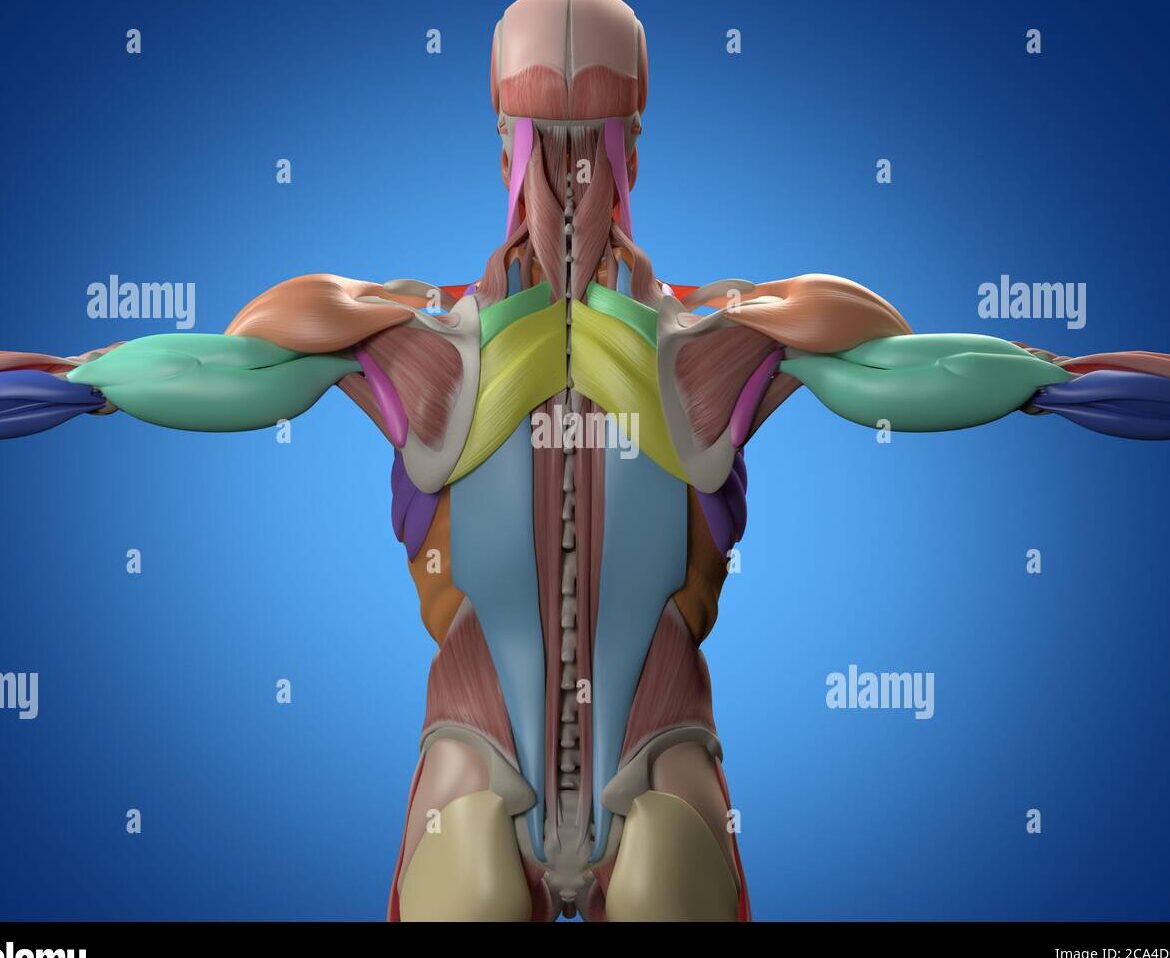 Gráfico de músculos de la espalda: todo lo que necesitas saber