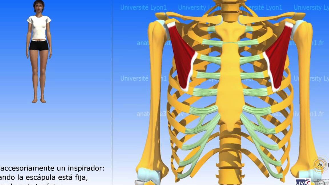 Imagen del músculo pectoral: Anatomía y Ejercicios