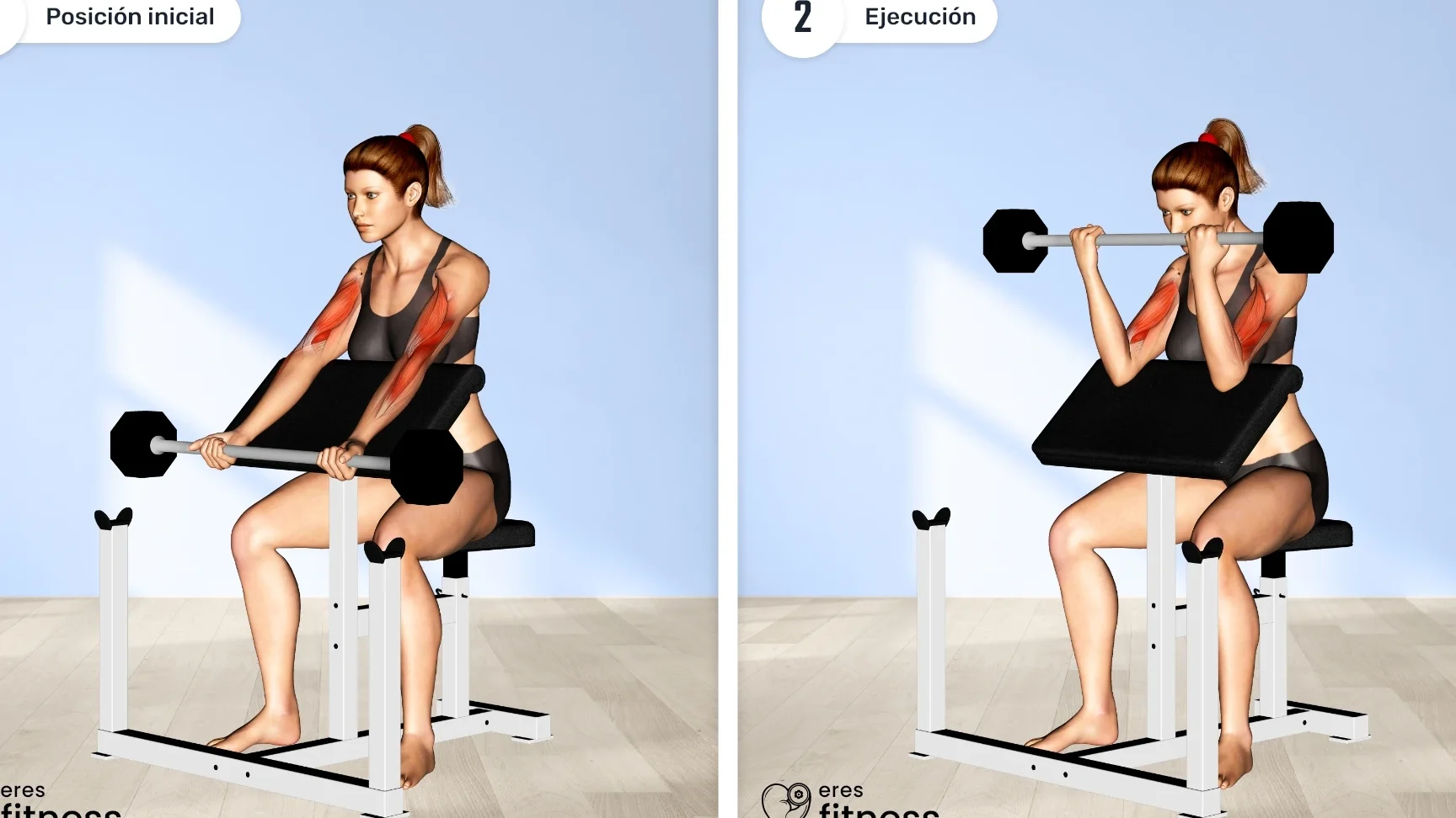 Máquina de Curl de Bíceps Sentado: Guía Completa y Beneficios