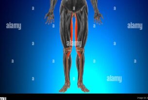 Músculos de la pierna inferior etiquetados: Guía completa