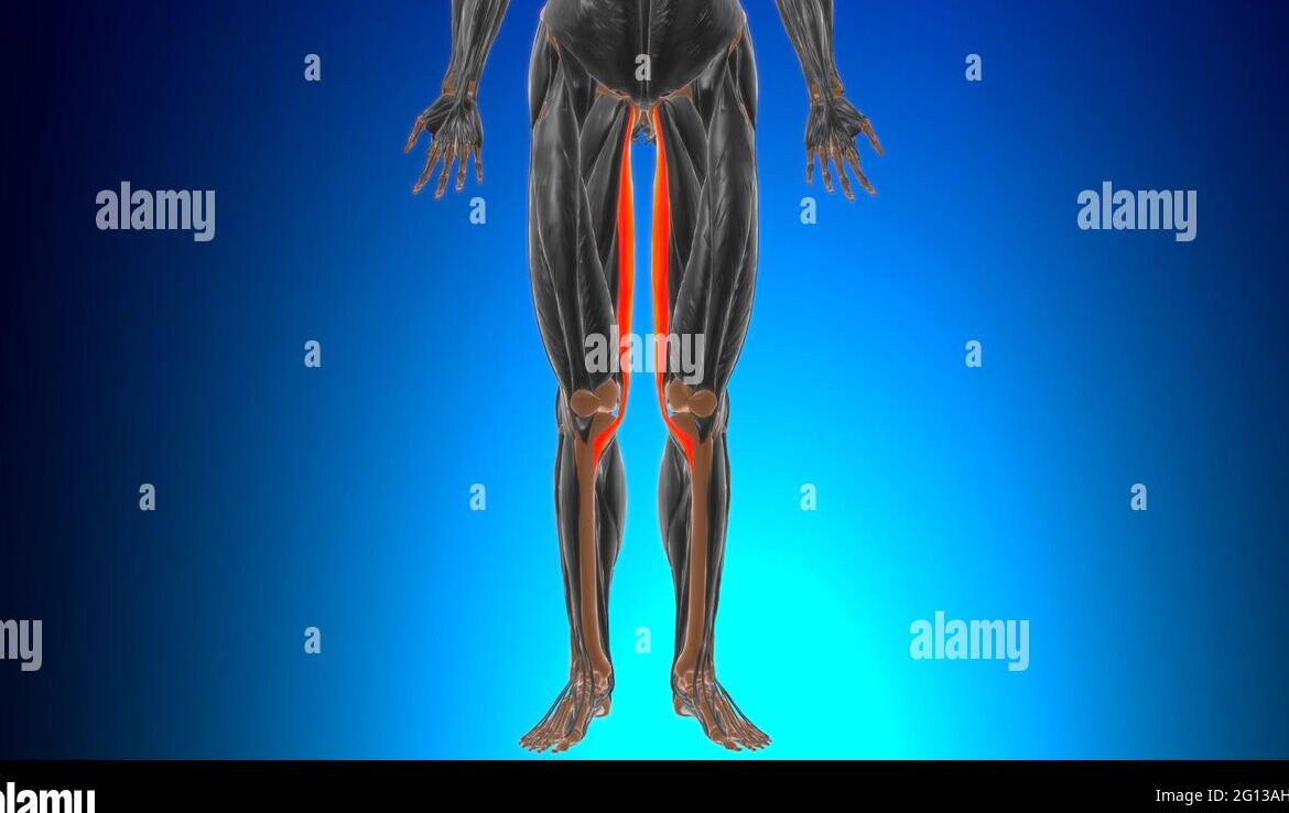 Músculos de la pierna inferior etiquetados: Guía completa