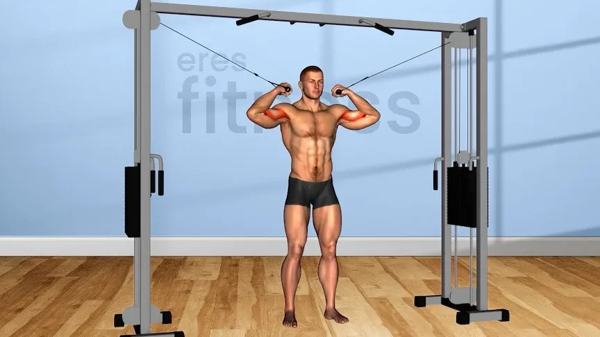 Músculos trabajados con flexiones de bíceps