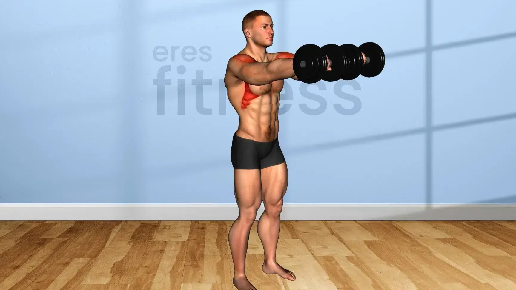 Qué músculos trabajan las elevaciones de bíceps con mancuernas