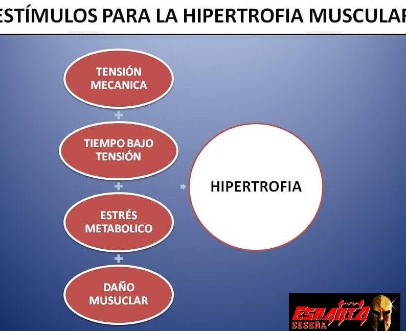 Rango de Repeticiones para Hipertrofia Miofibrilar
