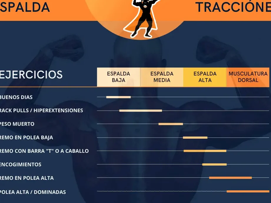 ¿Son los dorsales un músculo de empuje o de tracción?