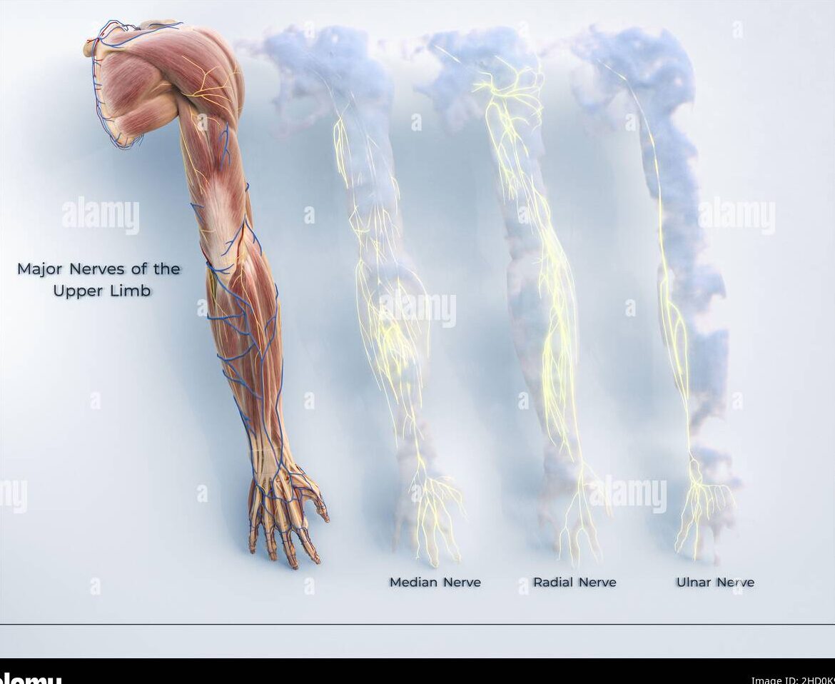 Vista frontal de los músculos del brazo: guía completa para su desarrollo.